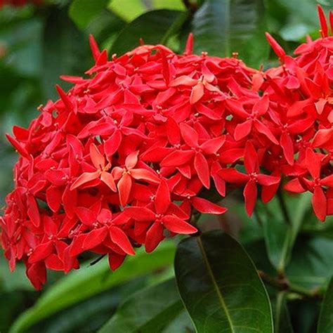 ixora plant pictures.